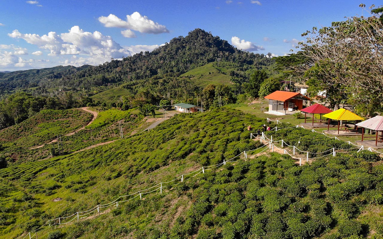 Sabah-Tea-Estate